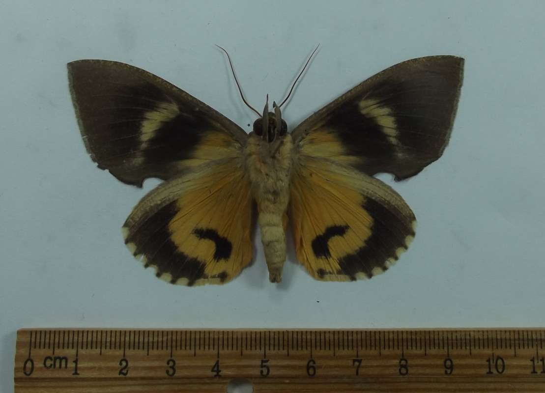 Male - Ventral View<br>(Origin of the Specimen: Nepal,  June 7, 1989)