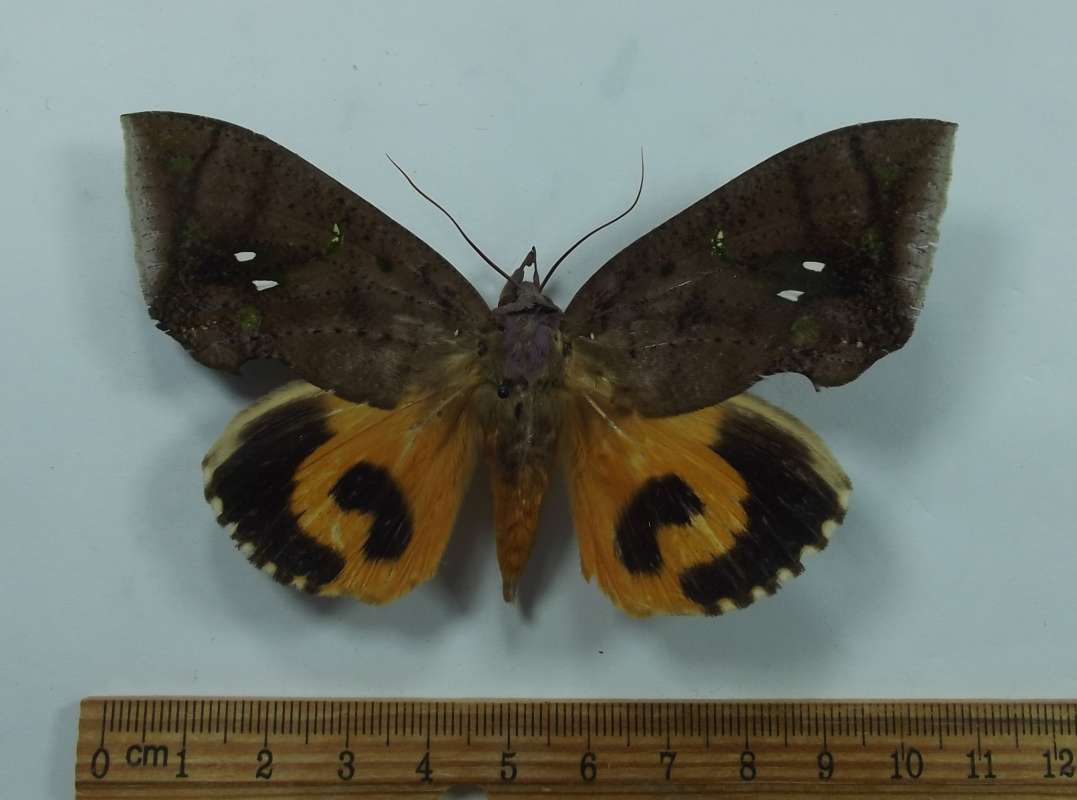 Female - Dorssal View<br>(Origin of the Specimen: Nepal,  June 7, 1989)