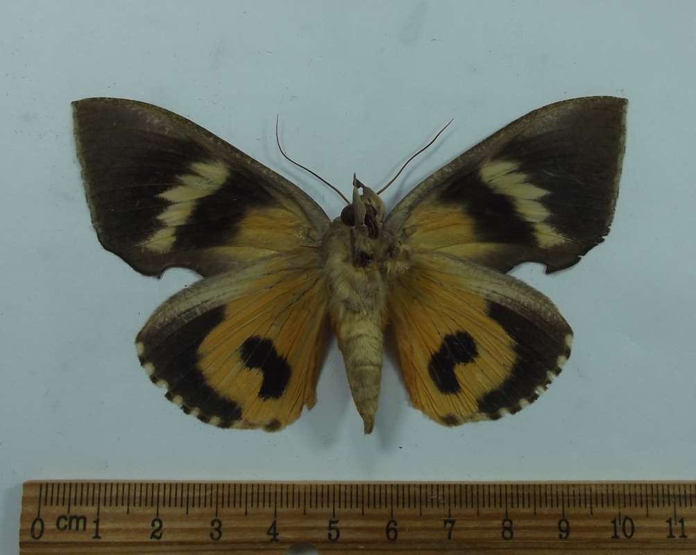 Female - Ventral View<br>(Origin of the Specimen: Nepal,  June 7, 1989)
