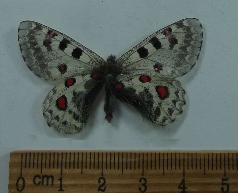 Female - Dorsal View<br>(Origin of the Specimen: Nomuhong, 4,000 meters July 2018)