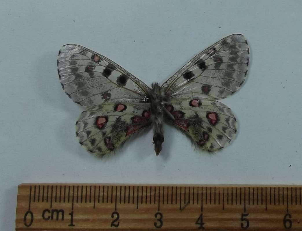 Female - Vetnral View<br>(Origin of the Specimen: Nomuhong, 4,000 meters July 2018)
