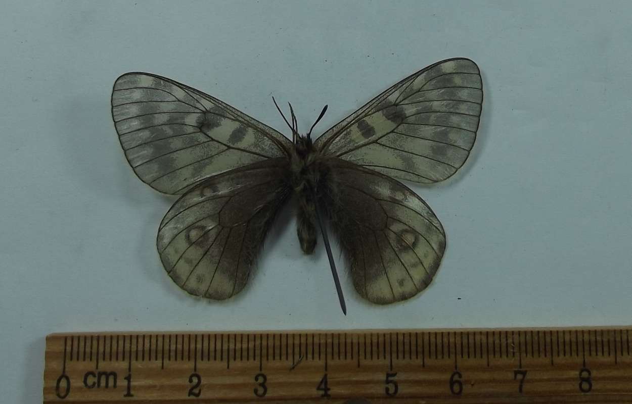 Male - Vetnral View<br>(Origin of the Specimen: Tangula Pass, Tibet, May 12, 2019)