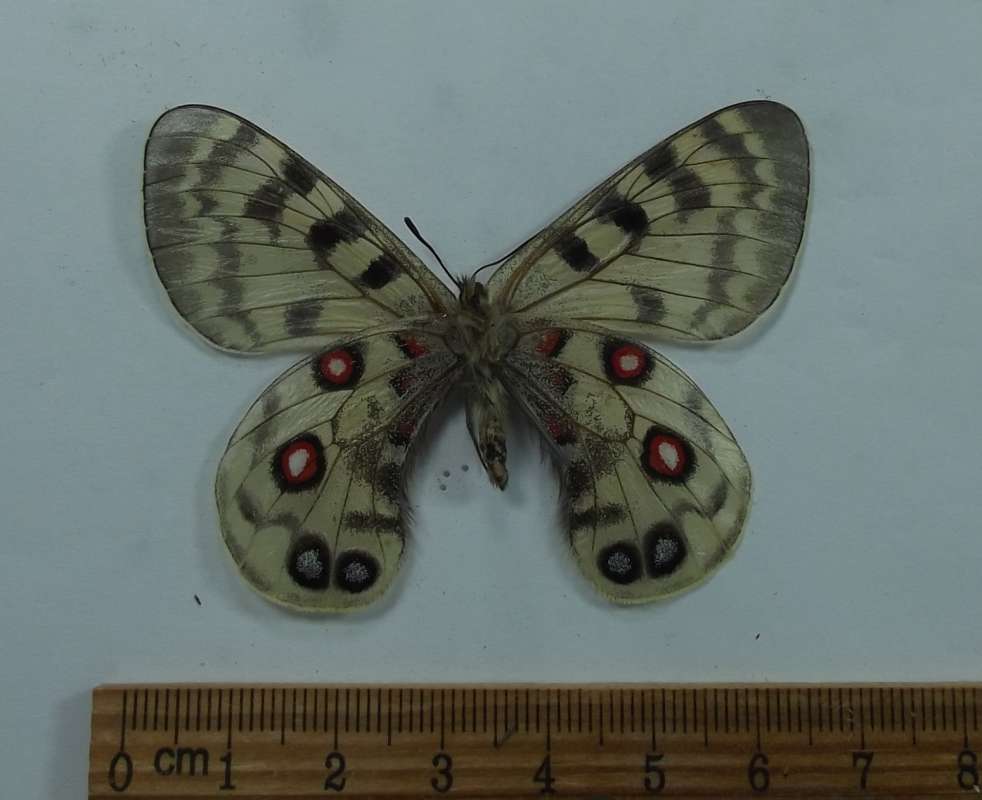 Male - Ventral View<br>(Origin of the Specimen: Nepal,  June 2, 2016)