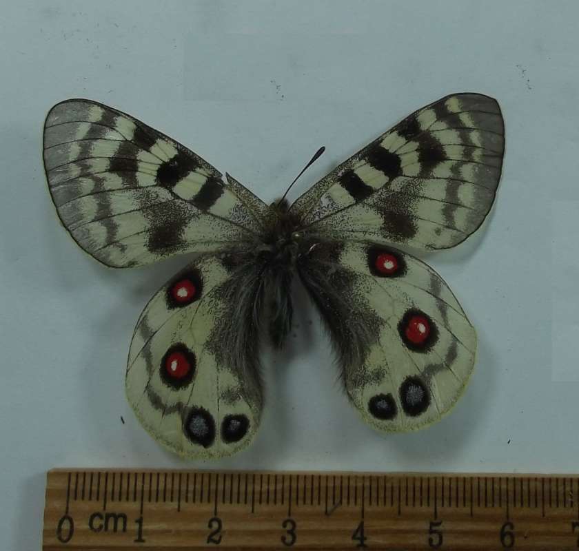 Female - Dorsal View<br>(Origin of the Specimen: Nepal,  June 2, 2016)