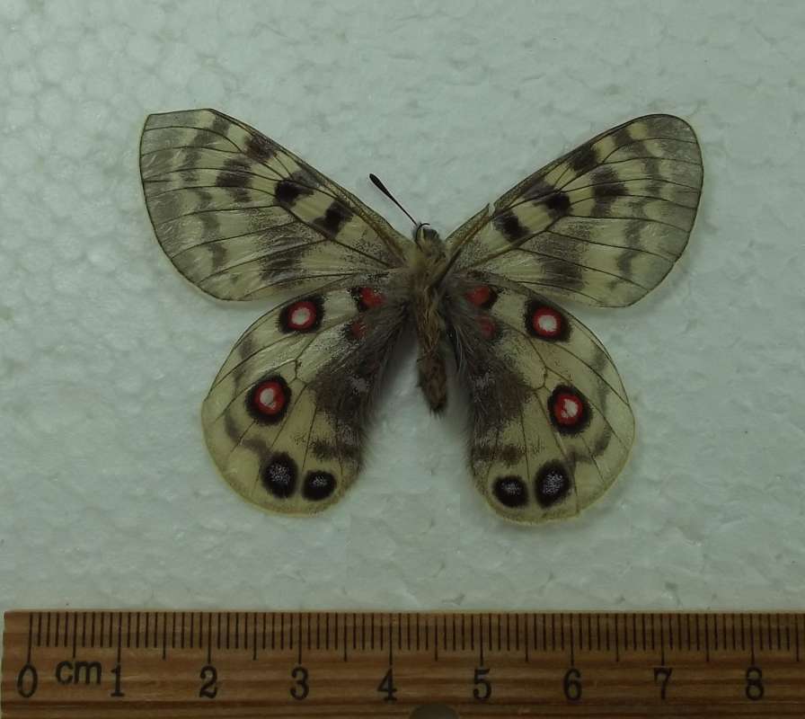 Female - Vetnral View<br>(Origin of the Specimen: Nepal,  June 2, 2016)