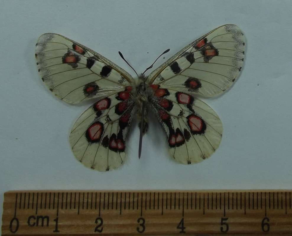 Male - Vetnral View<br>(Origin of the Specimen: China, Marcy 29, 2011)