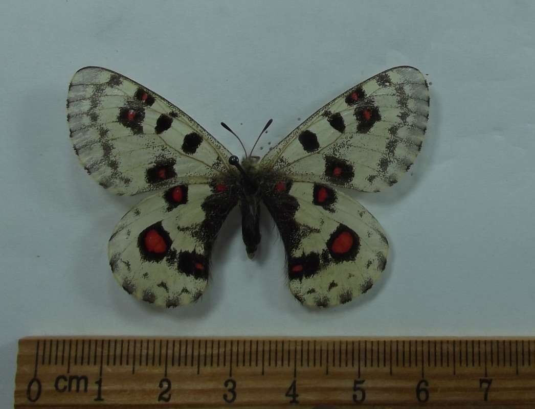 Female - Dorsal View<br>(Origin of the Specimen: China, Marcy 29, 2011)