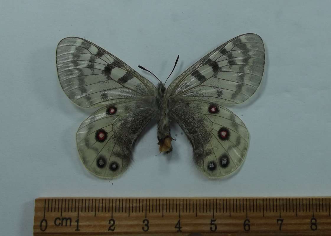 Male - Vetnral View<br>(Origin of the Specimen: Demula, Unzhi Area, June-July 2018)