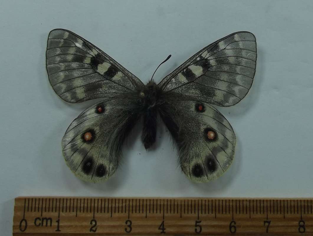 Female - Dorsal View<br>(Origin of the Specimen: Demula, Unzhi Area, June-July 2018)