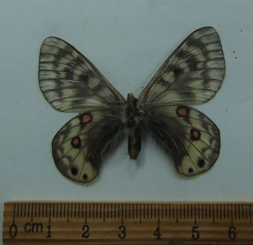Male  - Dorsal View - No Sphragis<br>(Origin of the Specimen: Alaiskyi, Kinghizia, July 22, 2018)