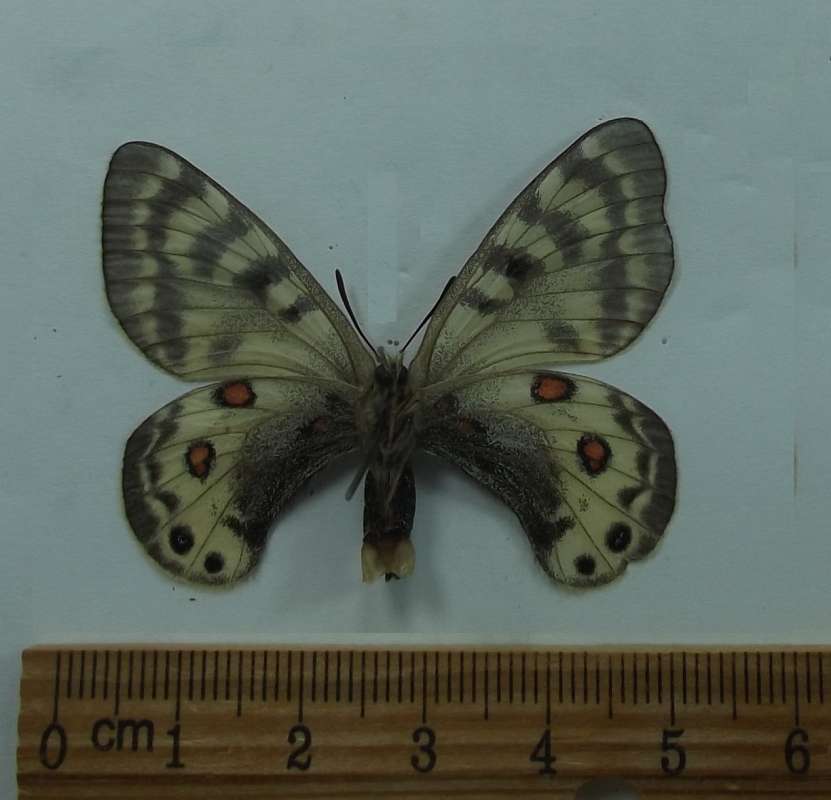 Male -Ventral View witth Sphragis<br>(Origin of the Specimen: Alaiskyi Province)