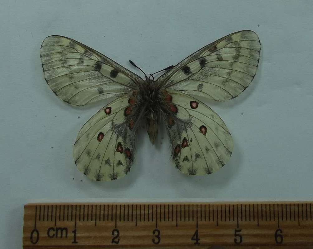 Male - Ventral View<br>(Origin of the Specimen: Nepal, June 2, 2016)