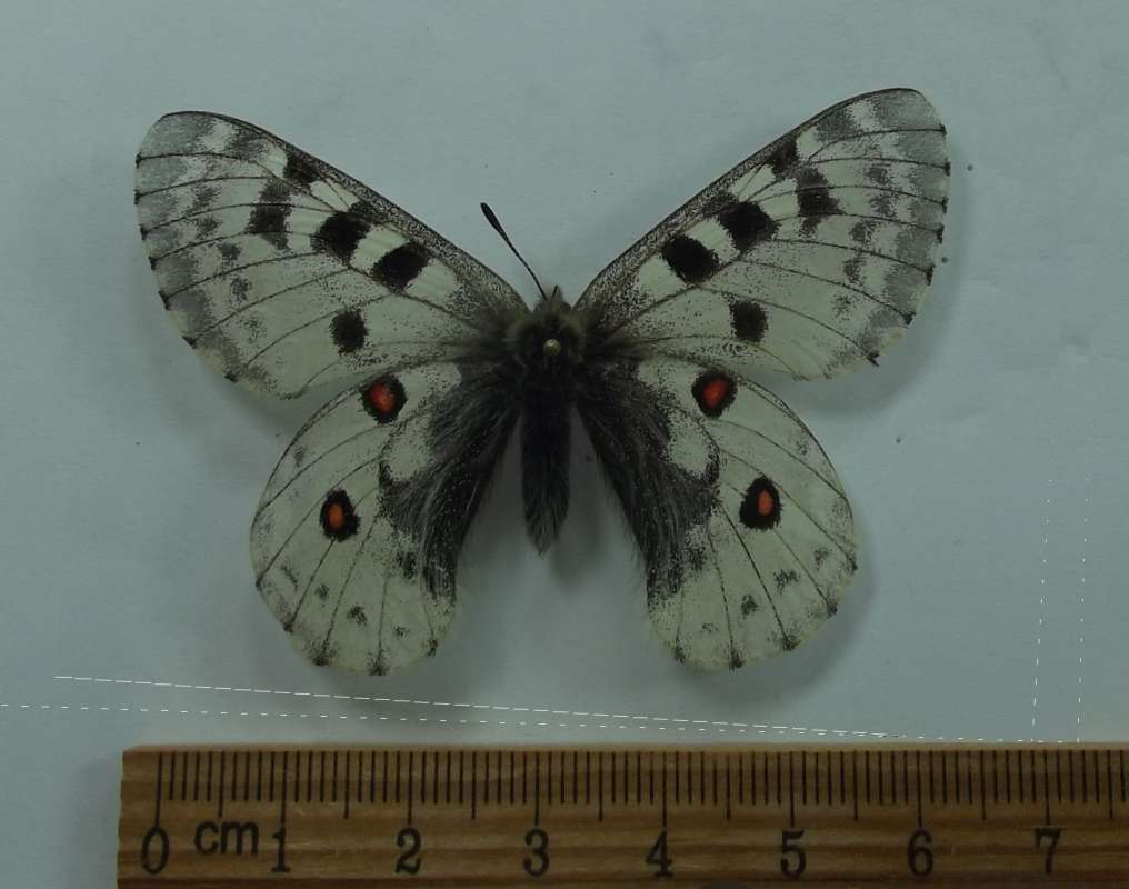 Female - Dorsal View<br>(Origin of the Specimen: Nepal, June 2, 2016)