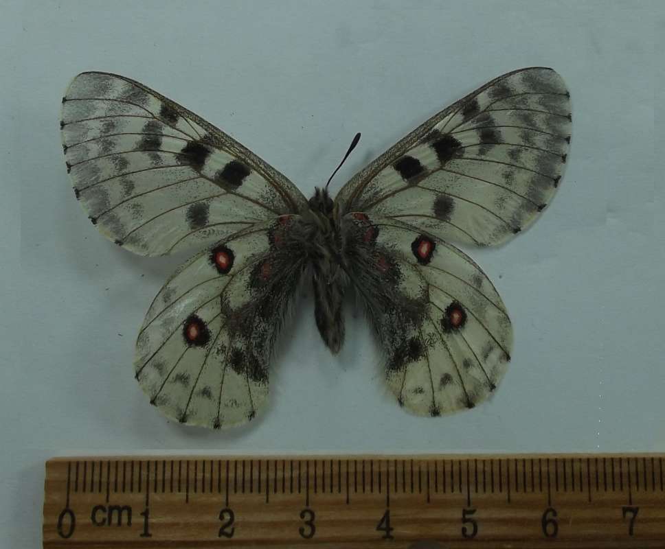 Female - Ventral View<br>(Origin of the Specimen: Nepal, June 2, 2016)