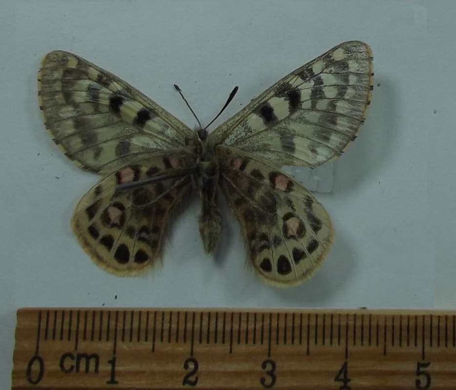 Male - Ventral View<br>(Origin of the Specimen: Tangola Pass, Tibet, July 2017)