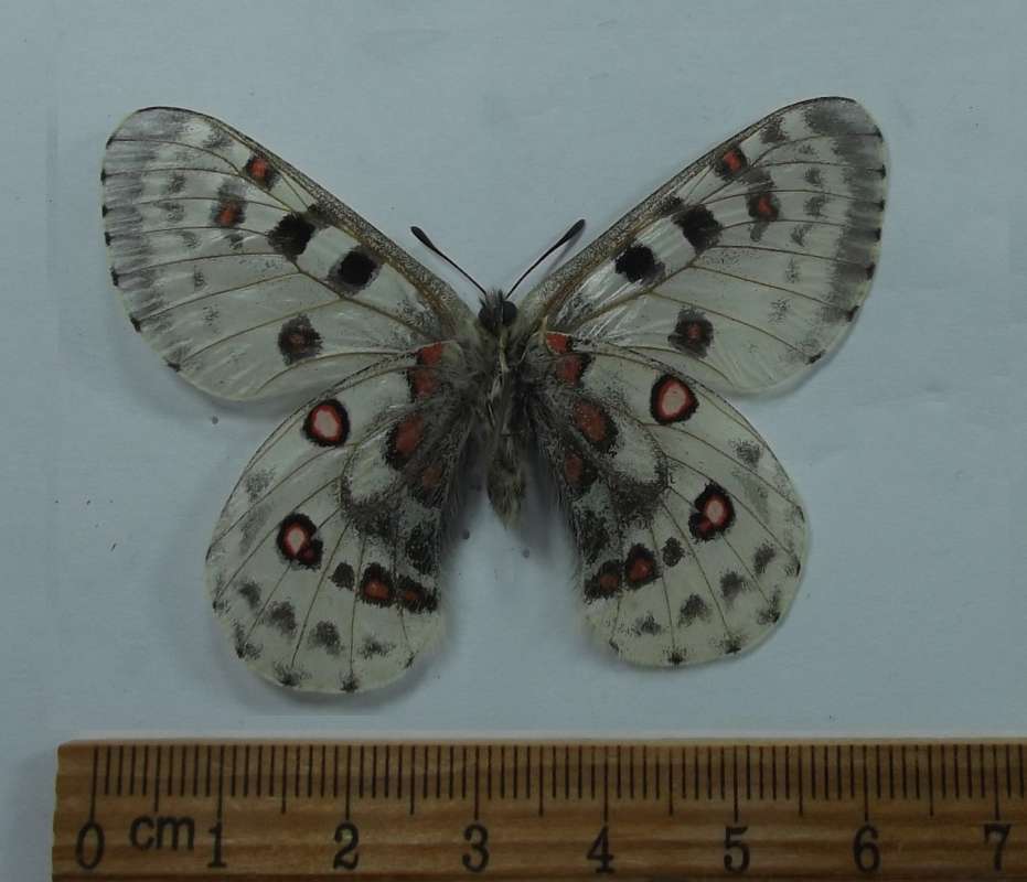 Male - Vtnral View<br>(Origin of the Specimen: Nepal, May 7, 2012)