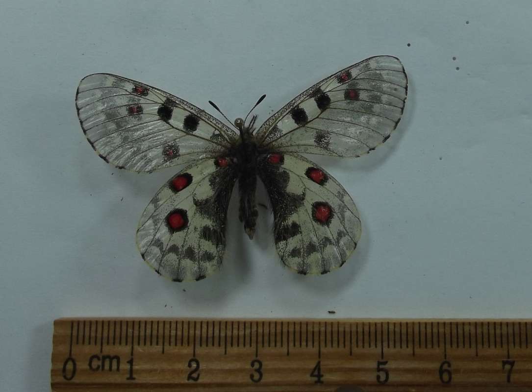 Female - Dorsal View<br>(Origin of the Specimen: Nepal, May 7, 2012)