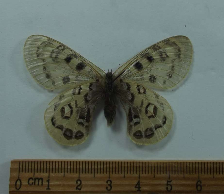 Male - Vetnral View<br>(Origin of the Specimen: India, March 23, 2002)