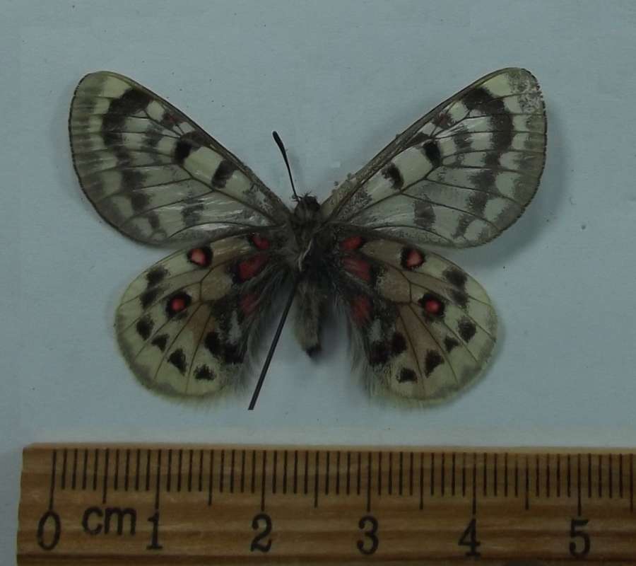 Male - Ventral View<br>(Origin of the Specimen: Dongola Pass, Tibet, June 2018)