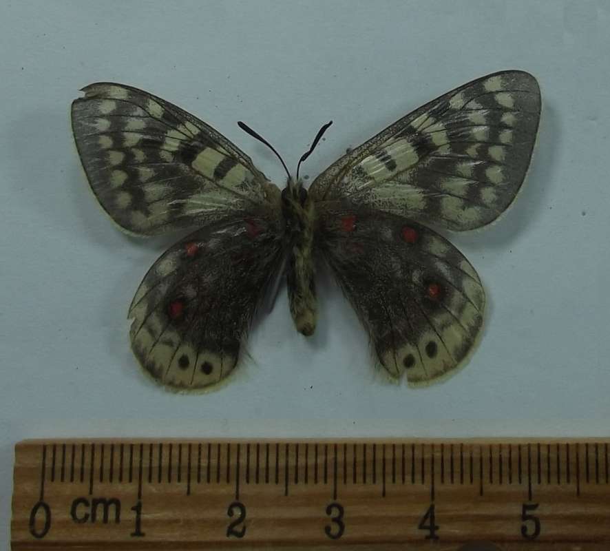 Female - Vetnral View<br>(Origin of the Specimen: Qinghai, Numohong, China)