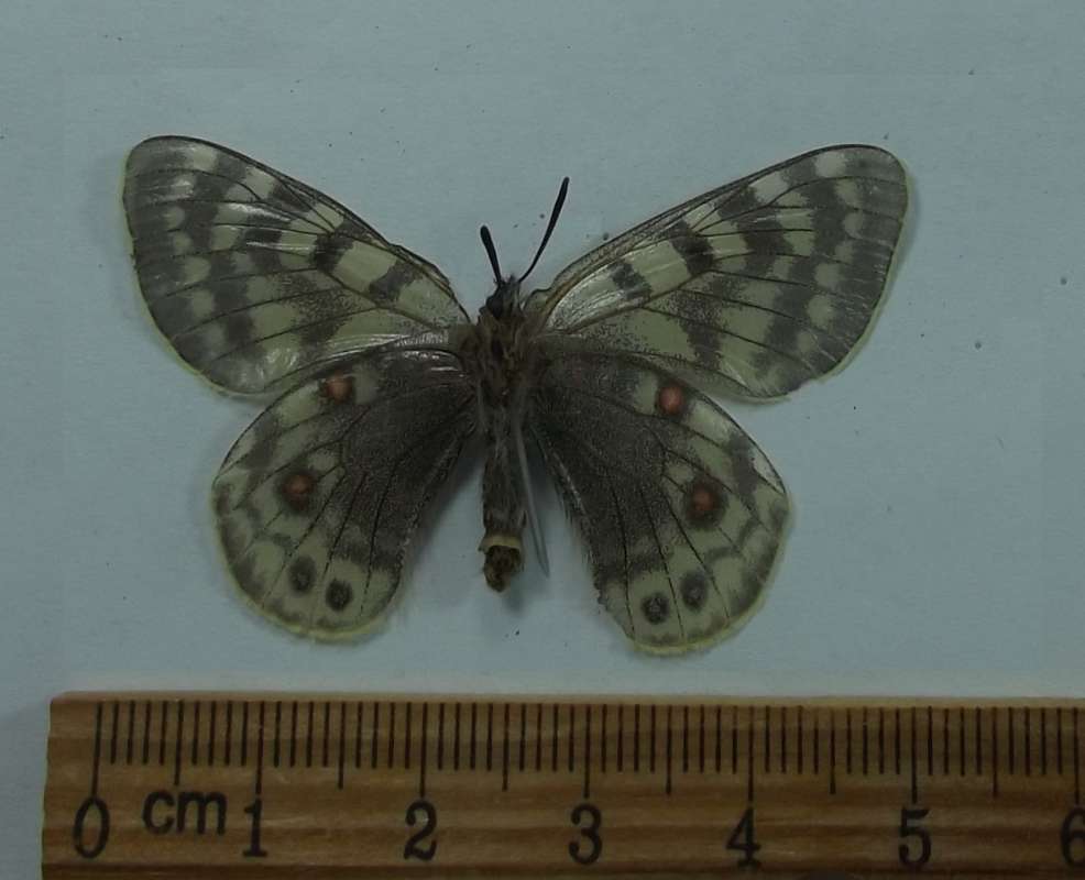 Female - Vetnral View<br>(Origin of the Specimen: Nierudui, 5000 Meters, Tibet, 2015)