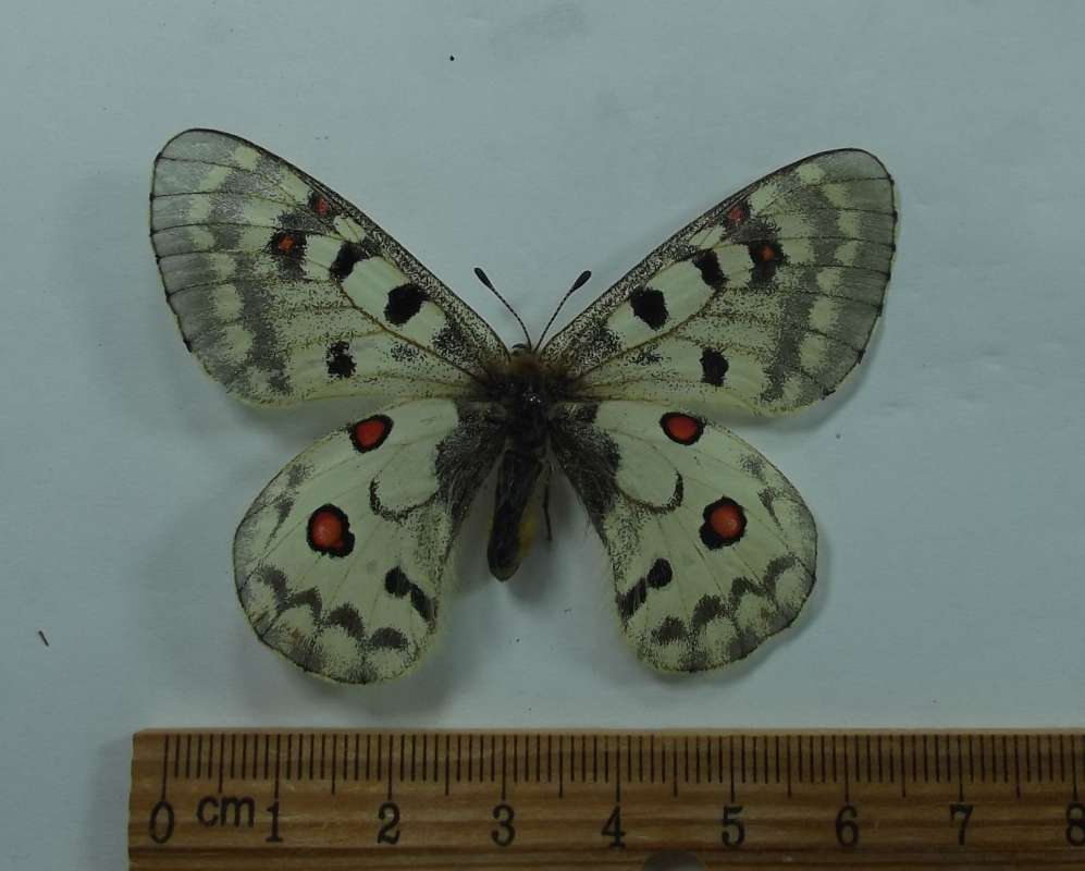 Female - Dorsal View<br>(Origin of the Specimen: Trinity Alps, Calfironia, July 29,)