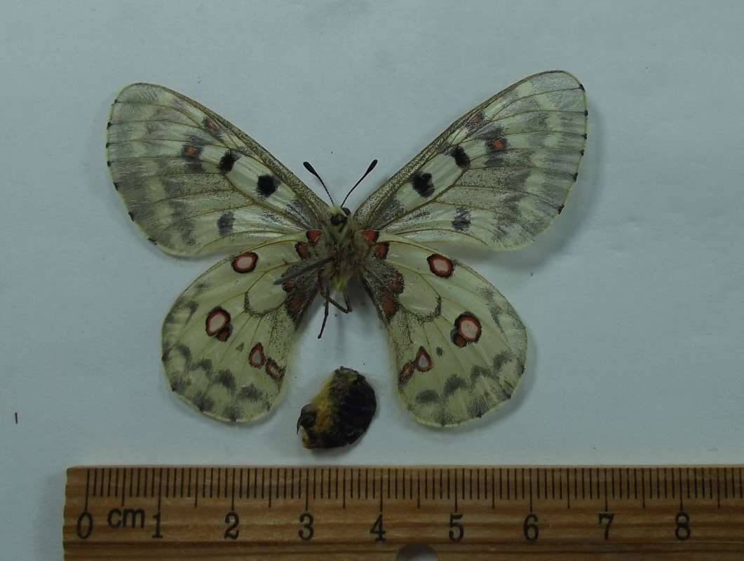 Female - Vetnral View<br>(Origin of the Specimen: Trinity Alps, Calfironia, July 29,)