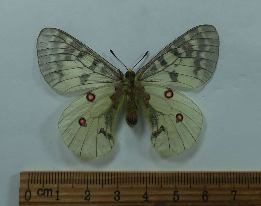 Male - Ventral View<br>(Origin of the Specimen: Whatcom County, Wa. July 29, 1961)