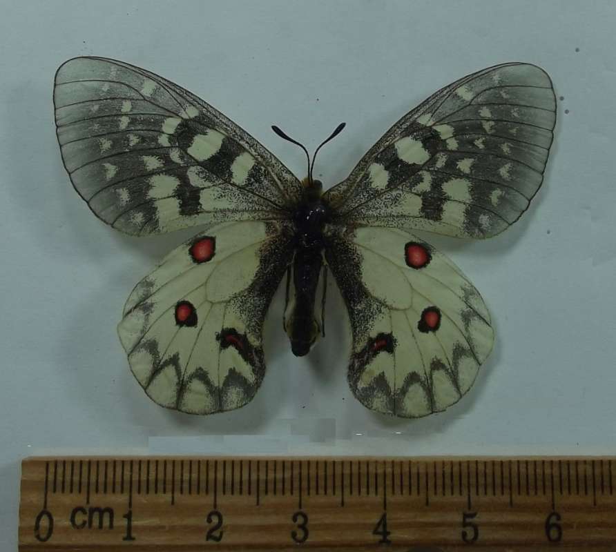 Female - Dorsal View<br>(Origin of the Specimen: Whatcom County, Wa. July 29, 1961)