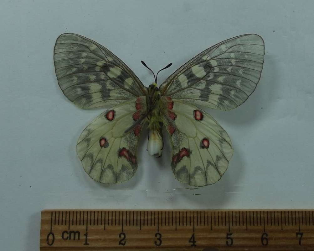 Female - Vetnral View<br>(Origin of the Specimen: Whatcom County, Wa. July 29, 1961)