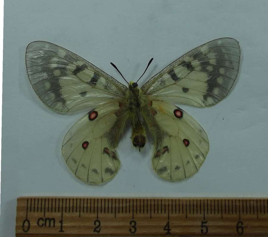 Male - Ventrral View<br>(Origin of the Specimen: M. Cristo, Mntns, Aug 17, 1980)