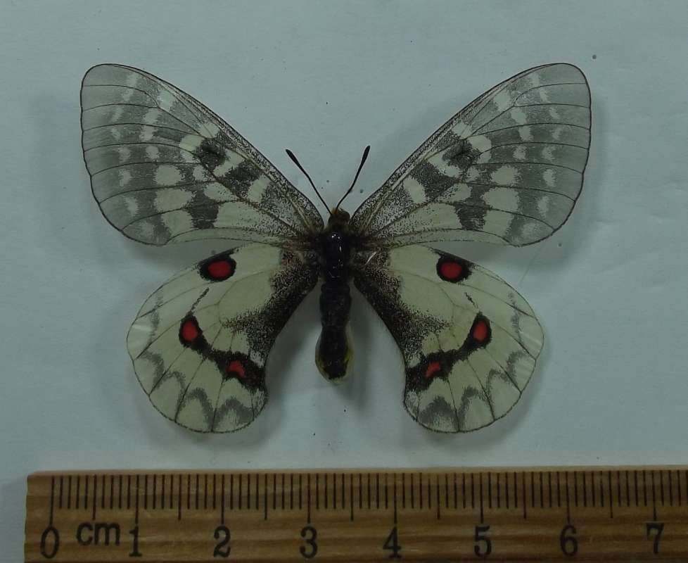 Female -Dorsal View<br>(Origin of the Specimen: M. Cristo, Mntns, Aug 17, 1980)