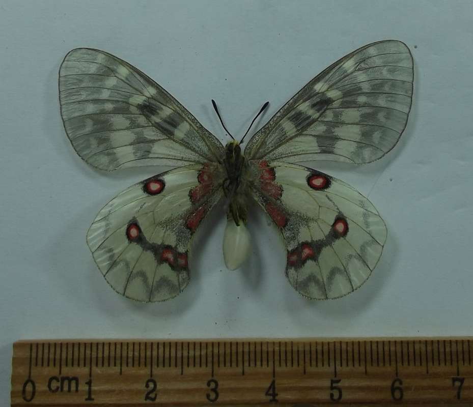 Female - Ventral View<br>(Origin of the Specimen: M. Cristo, Mntns, Aug 17, 1980)