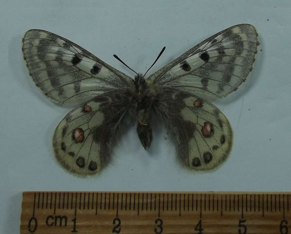 Male - Vetnral View<br>(Origin of the Specimen: Tangula Pass, Tibet)