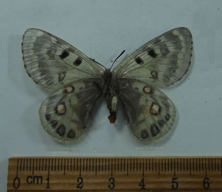 Female - Ventral View<br>(Origin of the Specimen: Tangula Pass, Tibet)