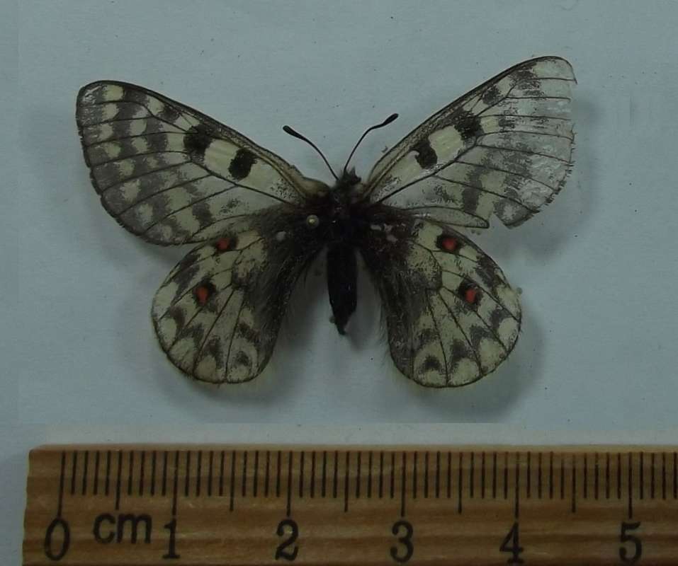 Female - Dorsal View