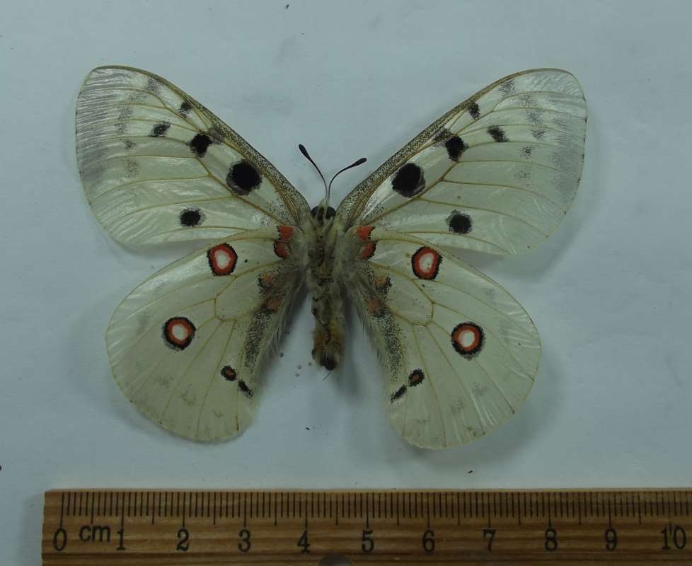 Male - Ventral View<br>(Origin of the Specimen: Mt. Fergana, Russia, June 26, 2012)