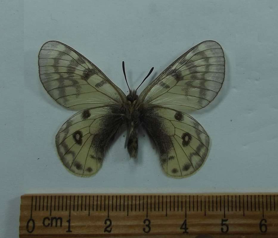 Male - Ventral View<br>(Origin of the Specimen: Tadjikistan, August)
