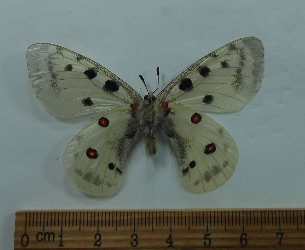 Male - Ventral View<br>(Origin of the Specimen: Middle, Russia, June 6)