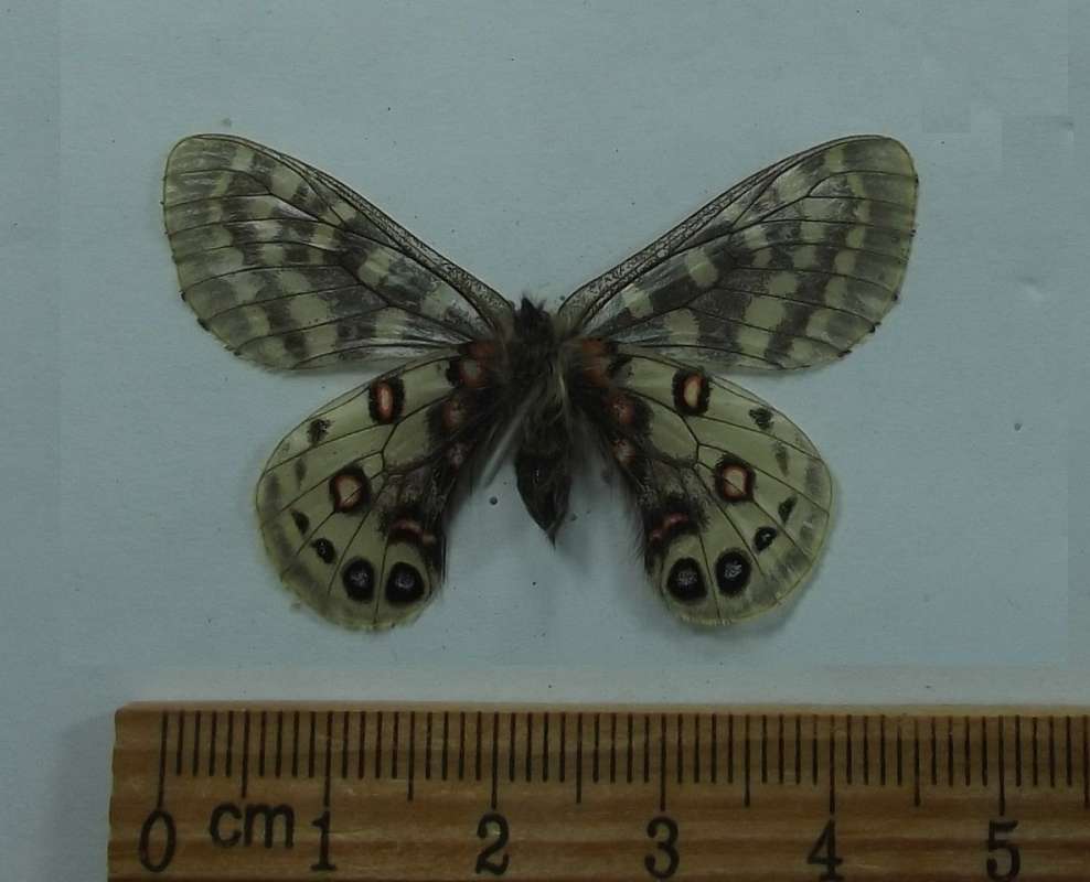 Male - ventral View<br>(Origin of the Specimen: Shamxi Prov. China, July 7, 2013)