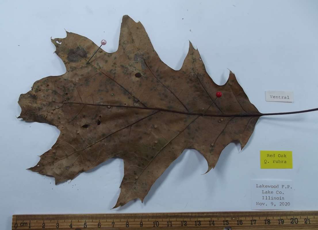 Ventral View - Second 7 Inch Leaf<br>(Origin of the Specimen: Lakewood F.P. Lake Co, Illinois)