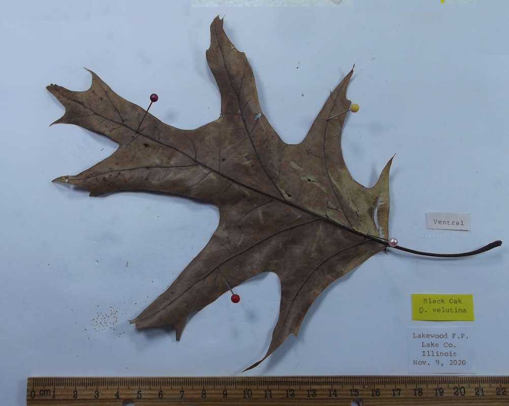 7 Inch Leaf - Vetnral View<br>(Origin of the Specimen: Lakewood F.P. Lake Co, Illinois)
