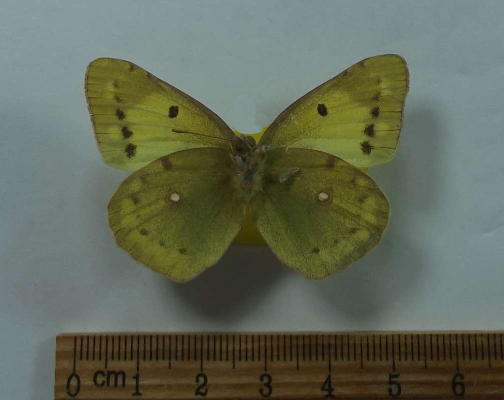 Male - Ventral View<br>(Origin of the Specimen: Noba, Yokoyama, Oct. 31, 1984)