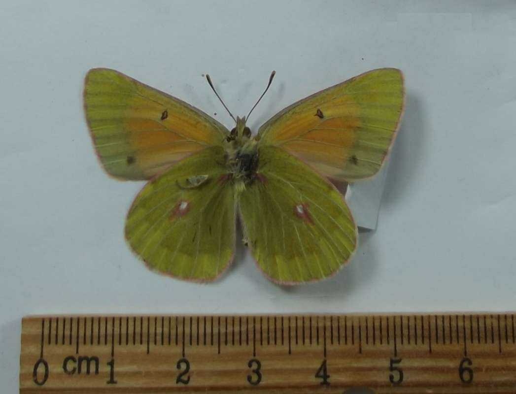 Male - Ventral View<br>(Origin of the Specimen: Jiang Bajing, Tibet, July 1989)