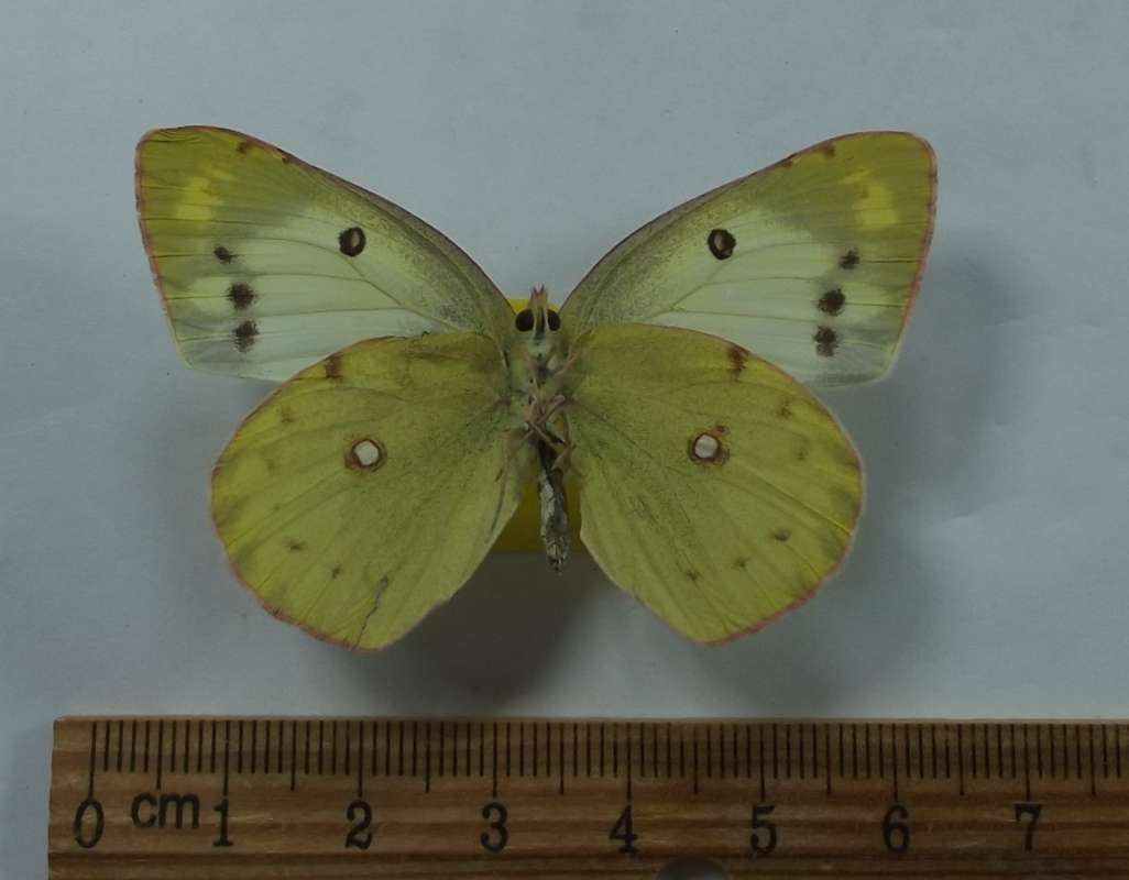 Female - Vetnral View<br>(Origin of the Specimen: Noba, Yokoyama, Oct. 31, 1984)