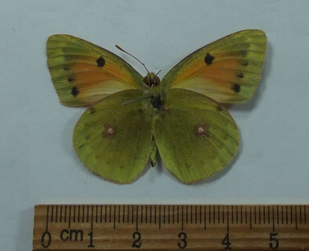 Female - Ventral View<br>(Origin of the Specimen: Alai Mt. Range, Kyrg., July 17, 201)