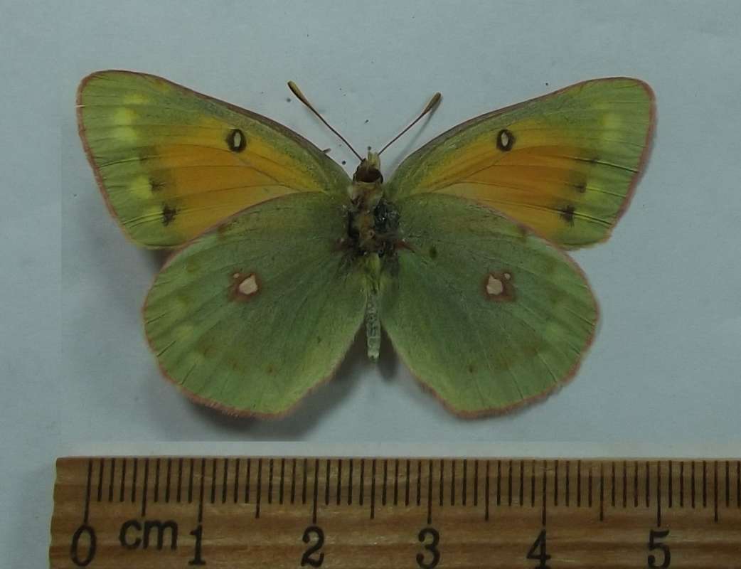 Female - Ventral View<br>(Origin of the Specimen: Actay Kuray, , June 25-30, 1985)