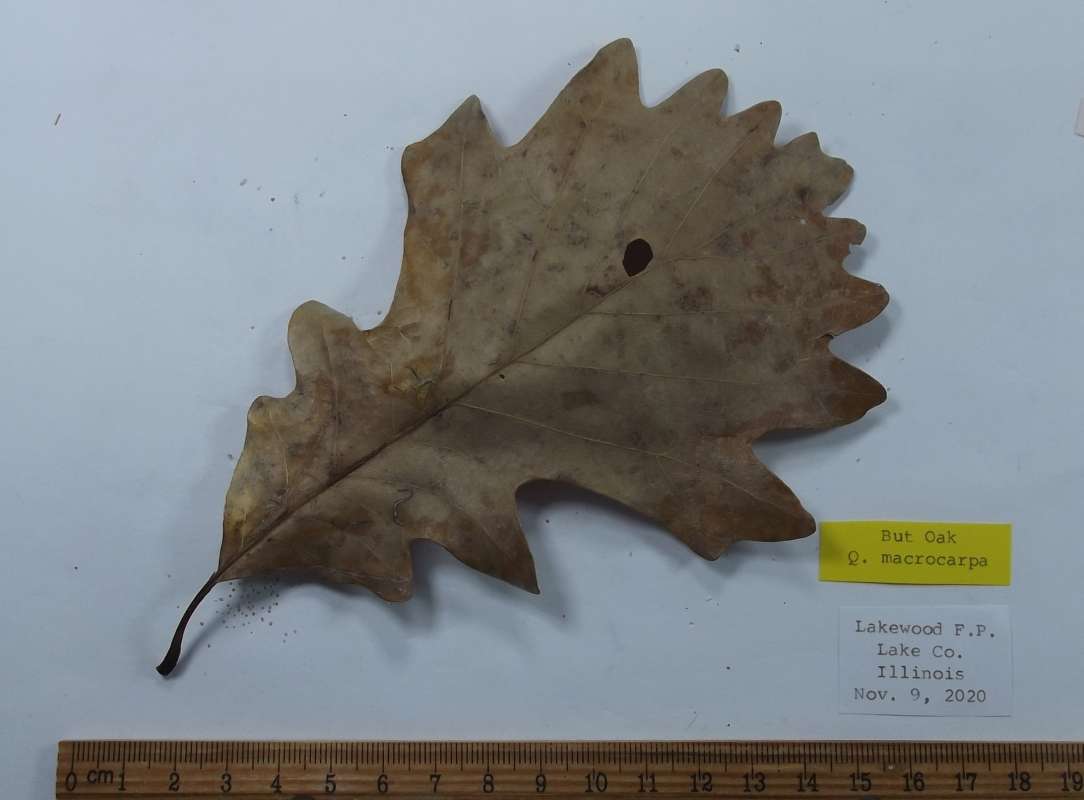 Leaf - Ventral View<br>(Origin of the Specimen: Lakewood, F.P. Nov 9, 2020)