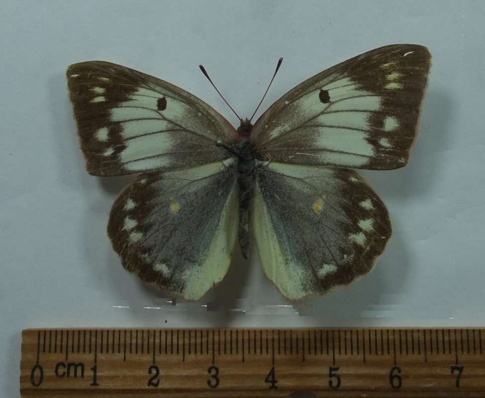 Female - Dorsal View<br>(Origin of the Specimen: Parabasdh-Covada, Russia, July 2004)