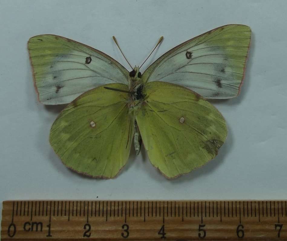 Female - Ventral View<br>(Origin of the Specimen: Parabasdh-Covada, Russia, July 2004)